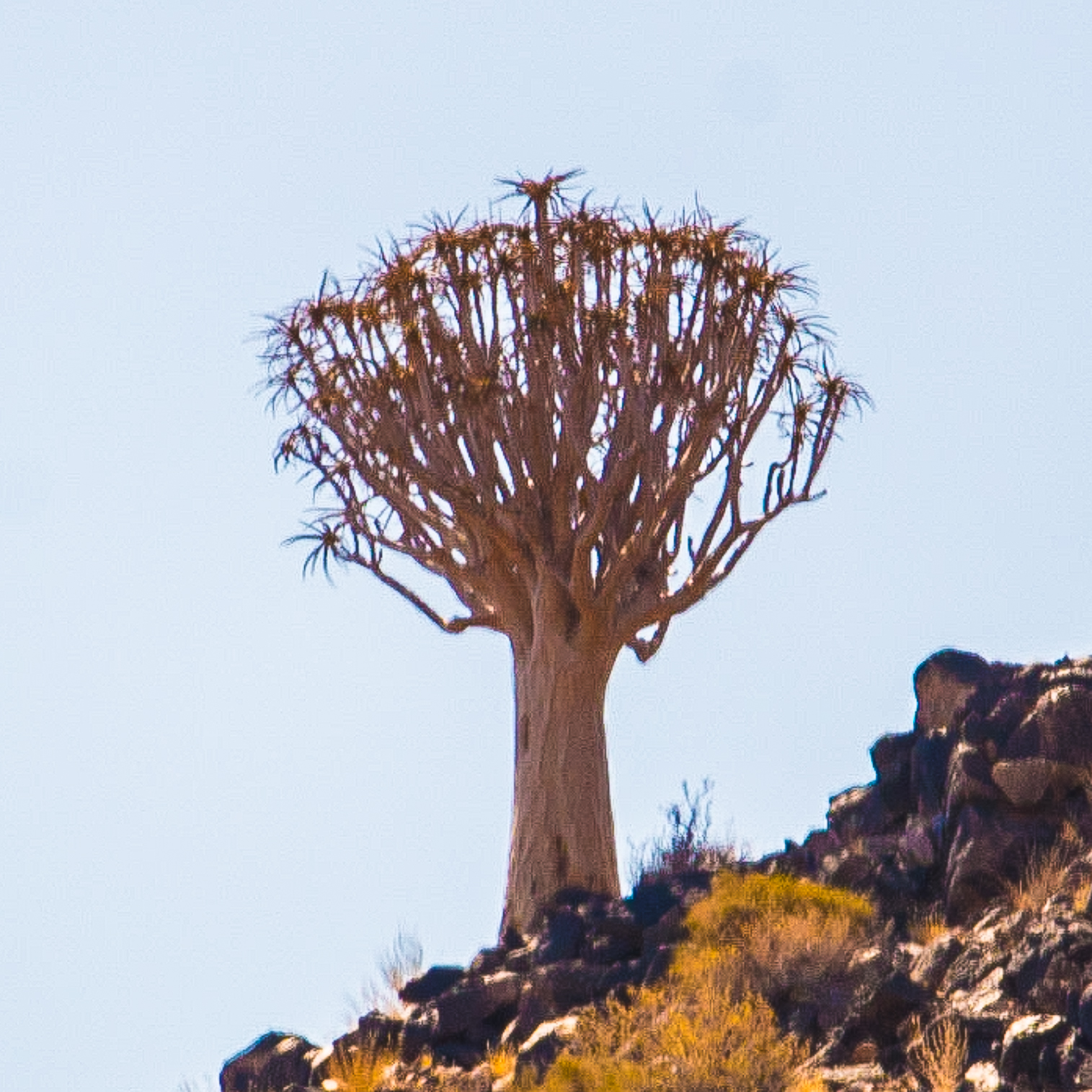 Arbre aux carquois ou Faux dragonnier (Quiver tree, Aloidendron dichotomum), Augrabie Falls National Park, Afrique du Sud.